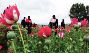 پاکستان میں پوست کی کاشت تلف کی جارہی ہے