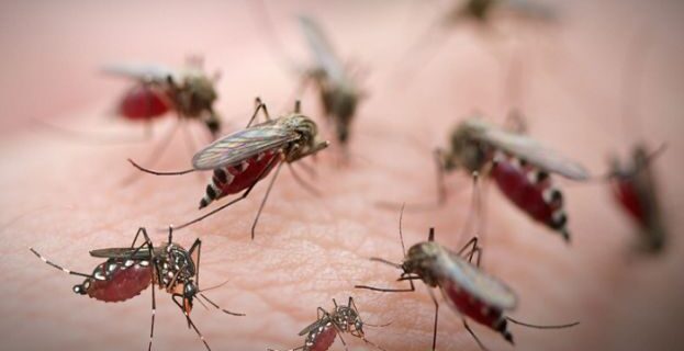 سندھ میں دینگی بے قابو انتظامی سطح پر ہنگامی اعلانات ستمبر میں محکمہ موسمیات کا ڈینگی الرٹ جاری سندھ میں ڈینگی سے ہلاکتیں بڑح گئیں